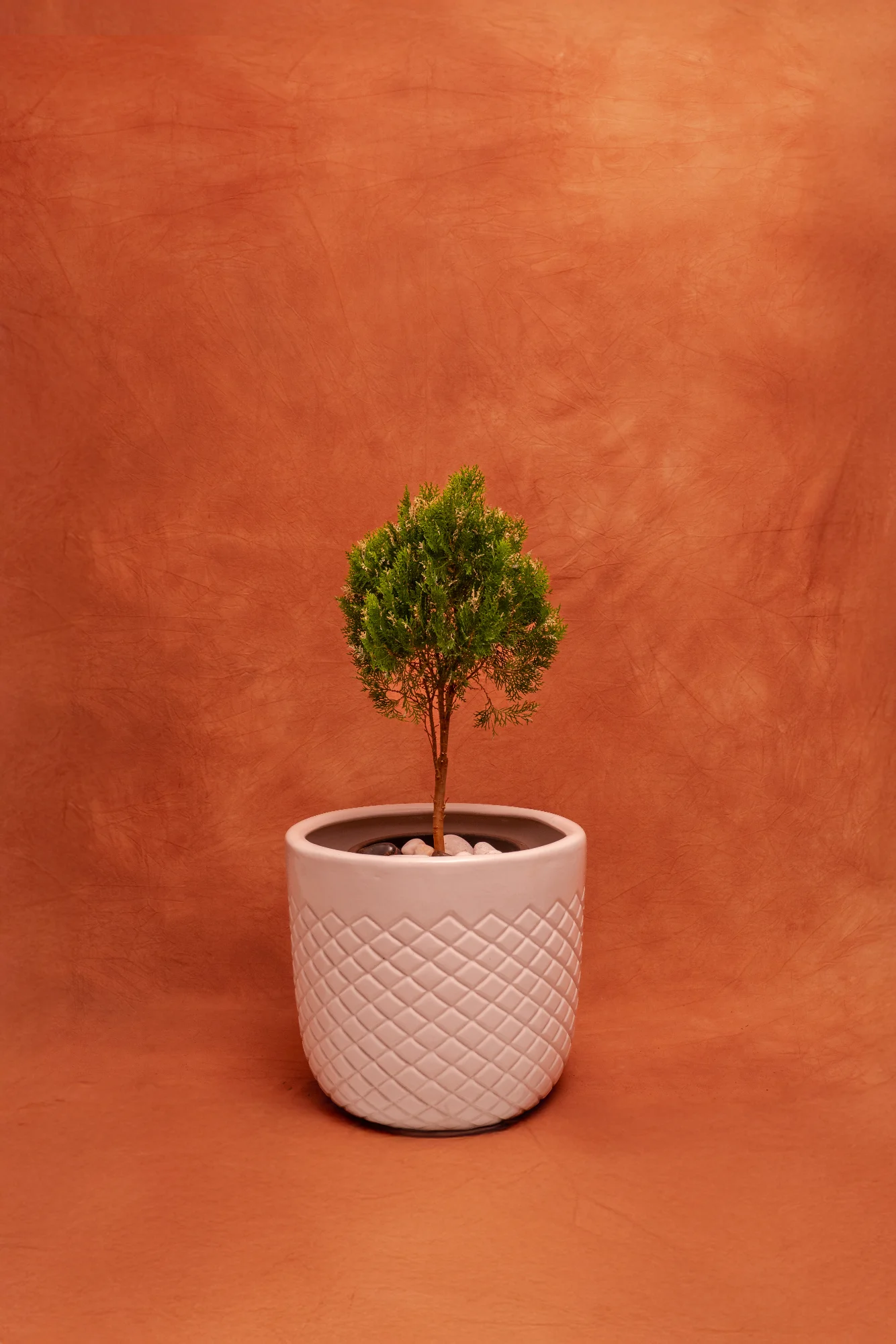 Thuja Plant in Elegant Ceramic Planter