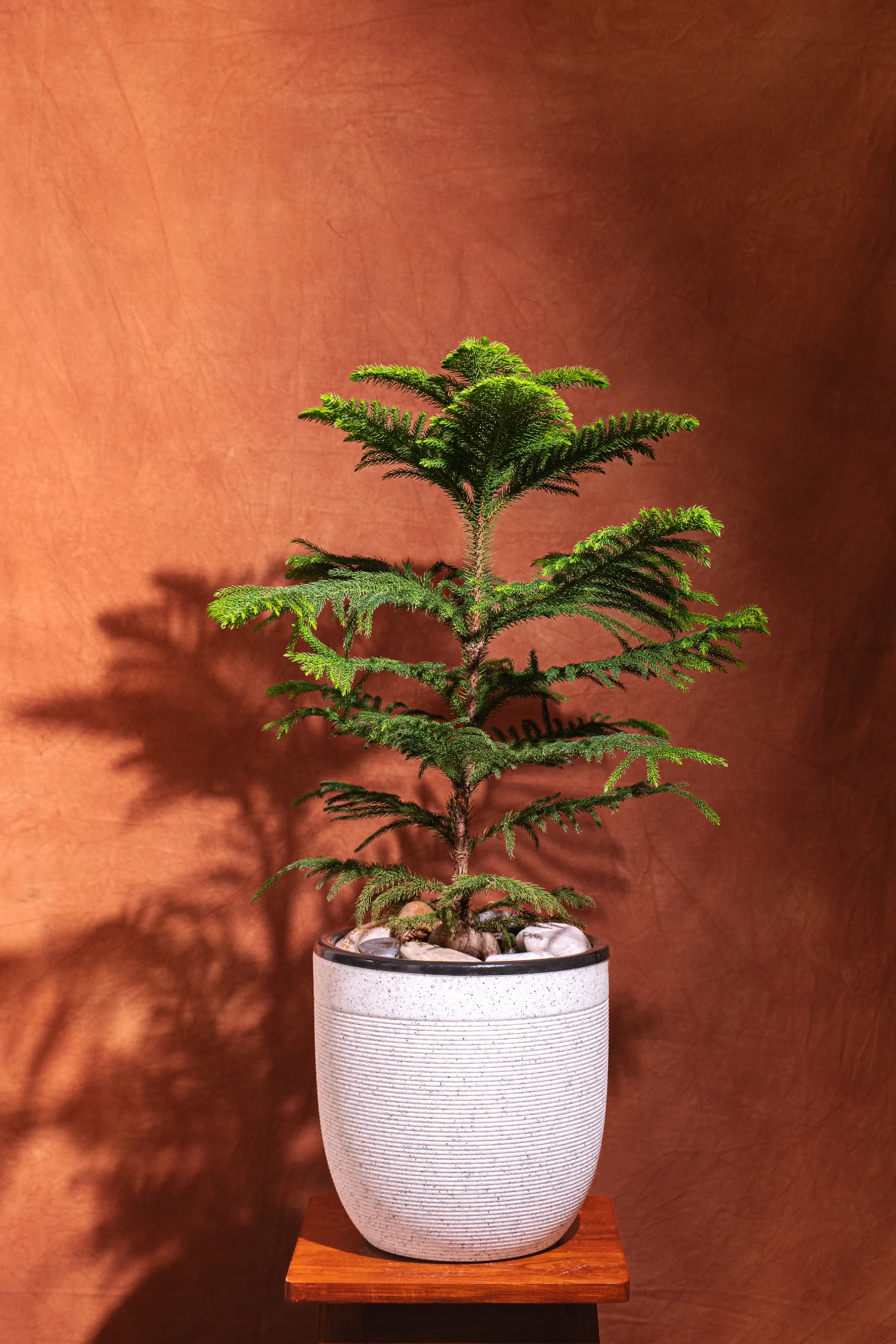 Christmas Tree Milano Planter View 3