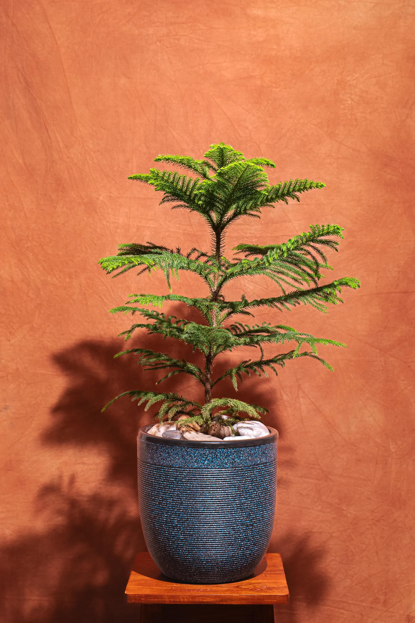 Christmas Tree Milano Planter View 2