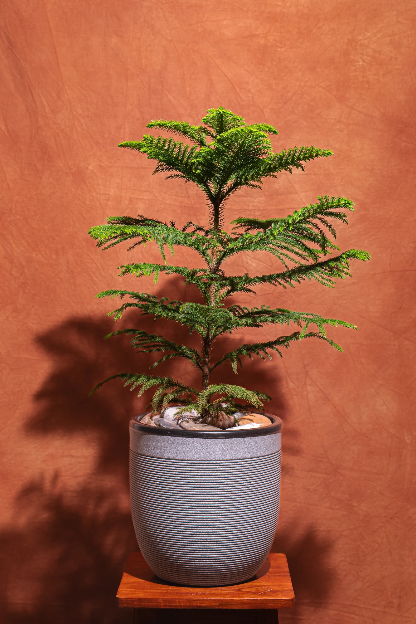 Christmas Tree Milano Planter View 1