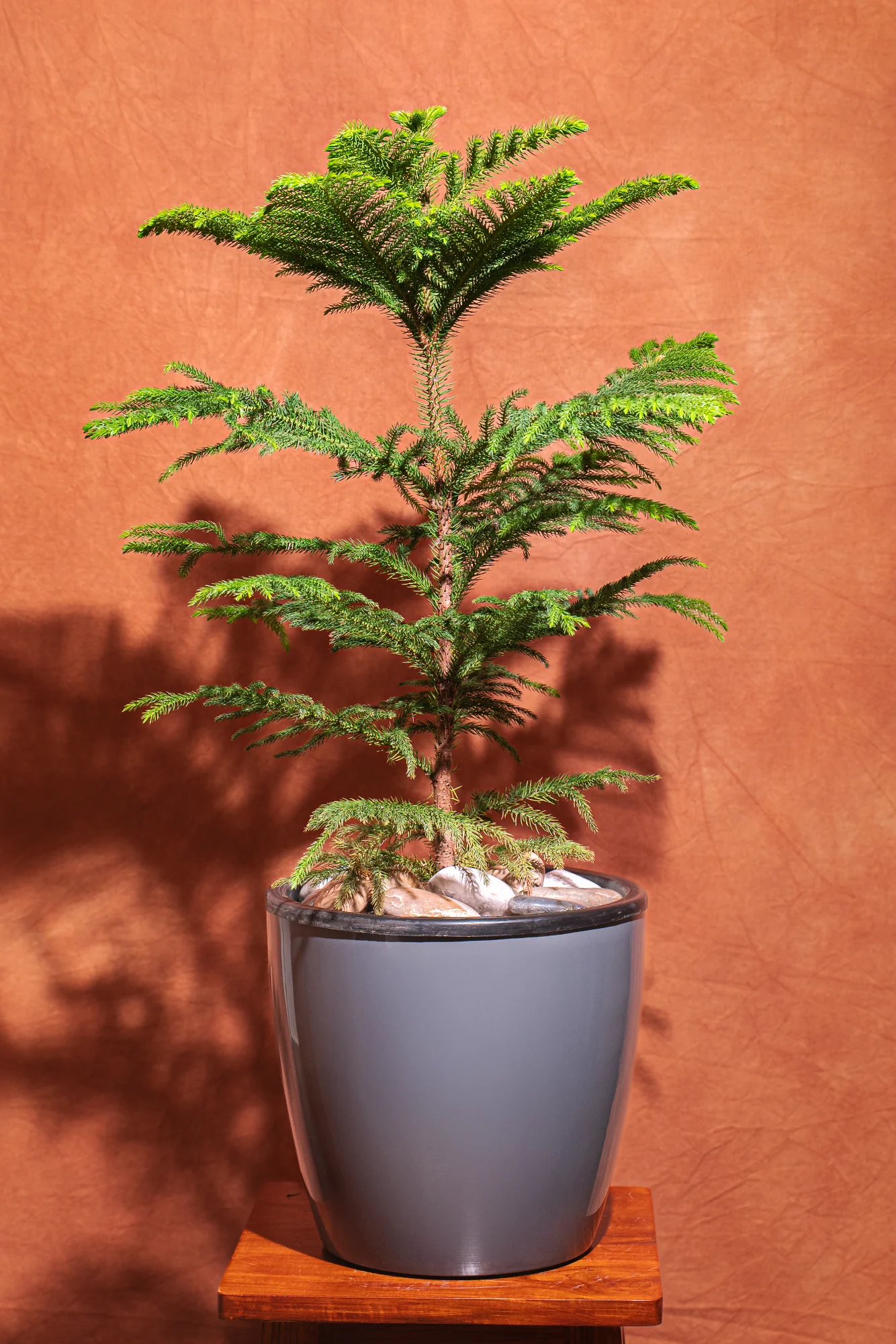 Christmas Tree Premium Planter View 4