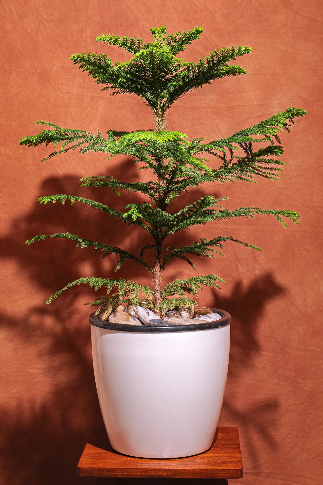 Christmas Tree Premium Planter View 3