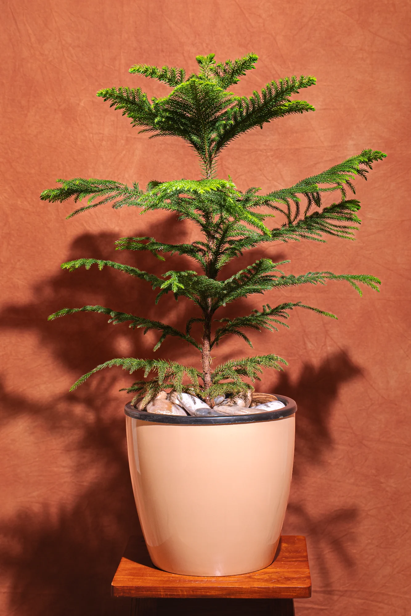 Christmas Tree Premium Planter View 2