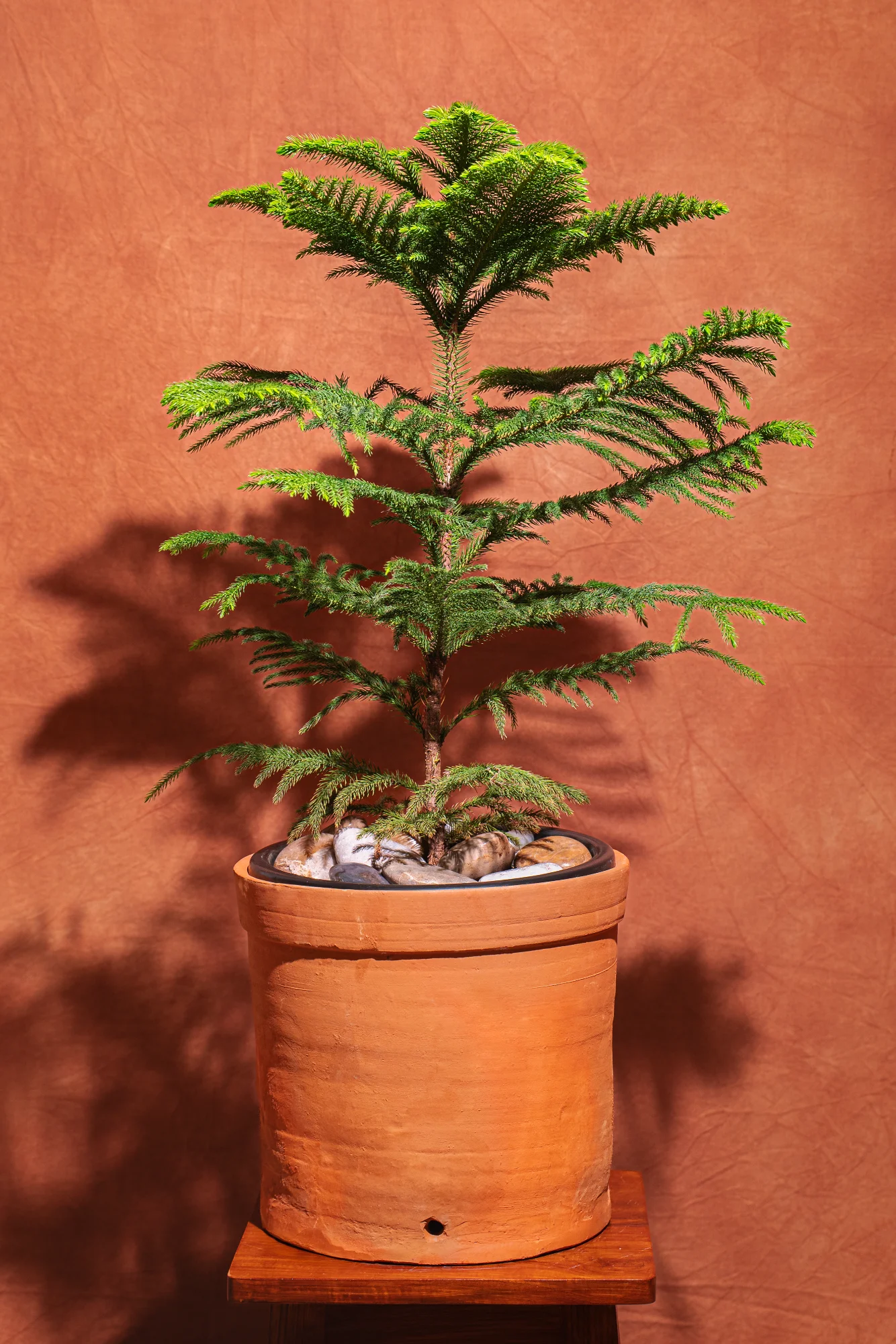 Live Christmas Tree in Terracotta Planter